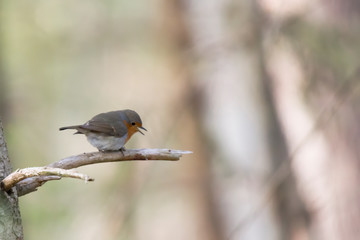 A robin sits on a branch