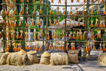 Hanging corn for drying, dry food background. Shot of a row of dried corn hanging from a stall in Vietnam