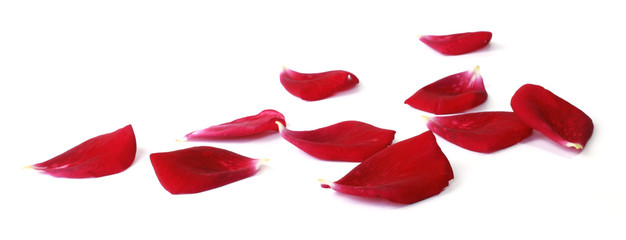 Pétales de rose