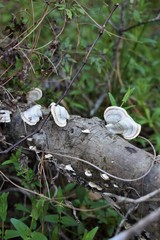 mushrooms on a log