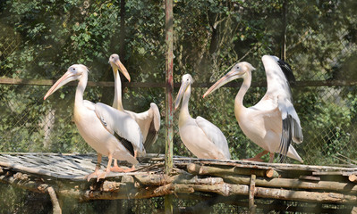 beautiful pelicans on a rock in zoo
