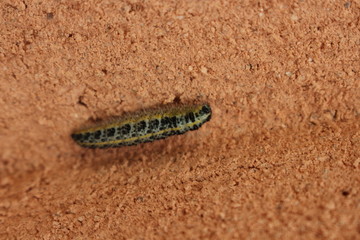 Papillon en préparation