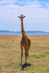 Giraffe with beautiful spotted skin