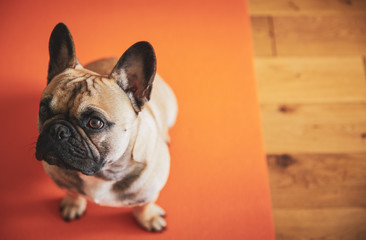 French Bulldog puppy sitting on yoga mat shot above with copy-space.