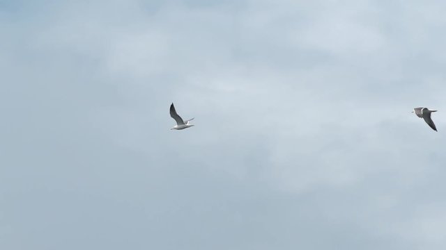 Seagulls flying on the wind slow motion