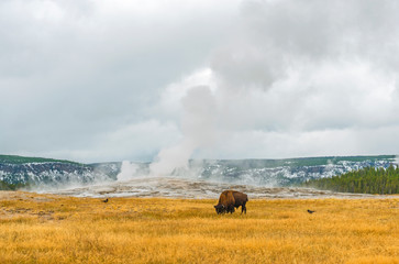 Landscape of the Old Faithful geyser with a bison grazing on dry grass in autumn inside Yellowstone national park, Wyoming, USA. © SL-Photography