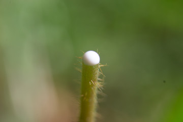Close-up of White sap