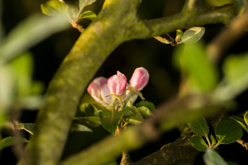 Apfel-Blüten in verschiedenen Schärfen