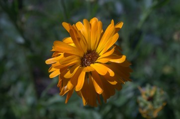 Оrange Marigold Flower Caléndula officinalis