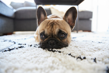 French Bulldog puppy lying on a rug