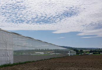 Greenhouse for fruits and vegetables. Side view.