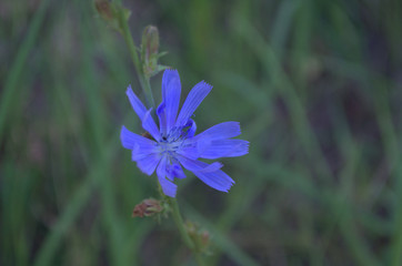 Blue flower of common chicory Cichórium íntybus