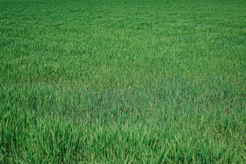 Field with green grass. Background.