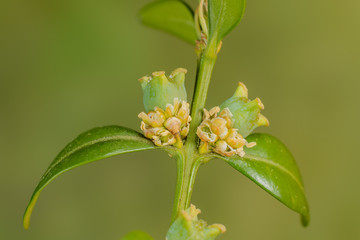 Buxus sempervirens flowers, Box flowers, Box blossoms, Boxwood flowers, flowering boxwood, flowering box tree, blooming boxwood, Buchs Früchte und Buchsblüten