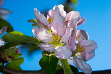 Apfel-Blüten in verschiedenen Schärfen