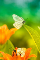 Stunning beautiful butterflies sitting on flowers