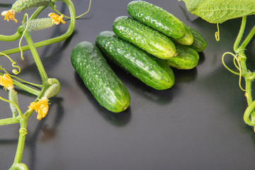 Group of green pickling cucumbers with leaves and flowers in on black background