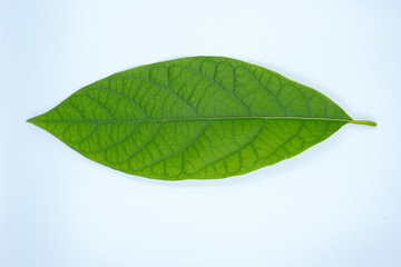 Green leaf on white background