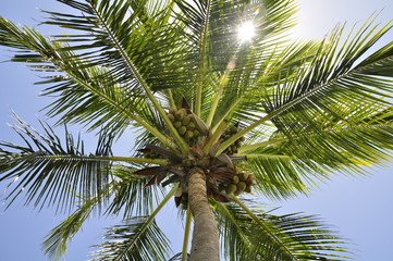 Obraz premium Mauritius_Palme_01