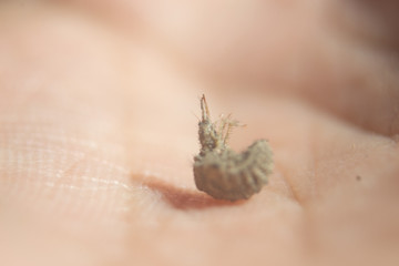 close up of a female hand holding a leaf