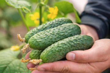 Green pickling cucumbers in hands of grower