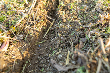 Maiskorn in Furche nach aussaat