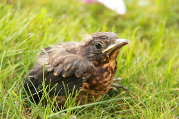Petit merle noir tombé du nid