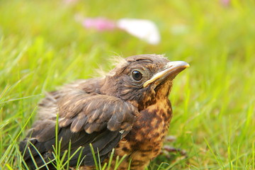 Obraz premium Petit merle noir tombé du nid