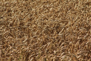 Ears of wheat in the sun. 