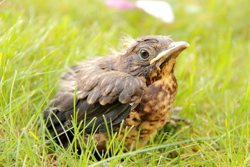 Petit merle noir tombé du nid
