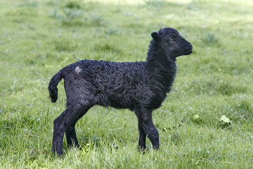 Black male ouessant lamb in the meadow in Spring 