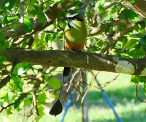 turquoise-browed motmot bird in a tree