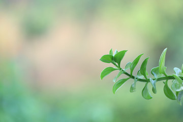 Green leaf twig closeup with melted blur background 