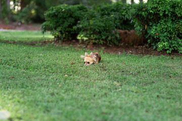 Little puppy sits on green grass and looks around. Brown American chihuahua is relaxing in park. Little dog lies on green grass on summer day