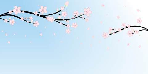 Japanese Cherry Blossoms and Branches Pattern background, Sakura flower vector illustration, Blue sky backgrounds