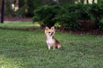 Beautiful small red and creamy dog is sitting on green grass and looking around. Chihuahua is in summer green landscape