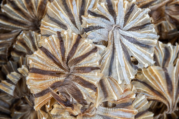 Salty dried stingray fish arranging for sale.