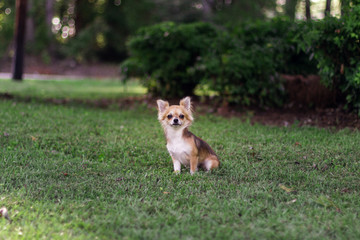 Beautiful small red and creamy dog is sitting on green grass and looking around. Chihuahua is in summer green landscape