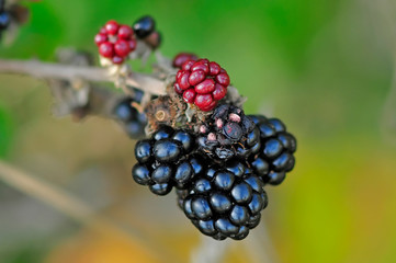 blackcurrant ripenining on bramble in autumn