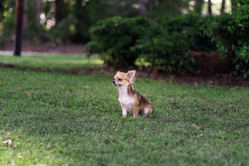 Beautiful small red and creamy dog is sitting on green grass and looking around. Chihuahua is in summer green landscape