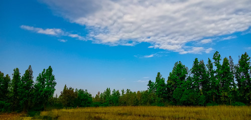 Green forest blue sky white cloud 