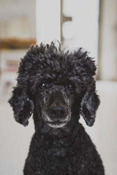 barboncino barbone cane poodle nero riccio riccioli ritratto