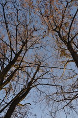 drzewa na tle nieba...