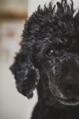 barboncino barbone cane poodle nero riccio riccioli ritratto