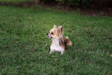 Little puppy sits on green grass and looks around. Brown American chihuahua is relaxing in park. Little dog lies on green grass on summer day