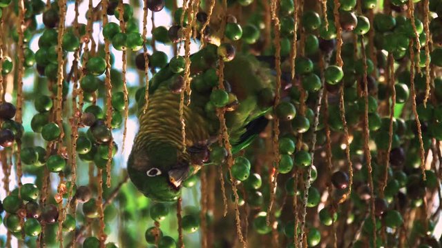 Maroon-bellied parakeet on a a&ccedil;a&iacute; palm eating friuts