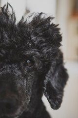 barboncino barbone cane poodle nero riccio riccioli ritratto
