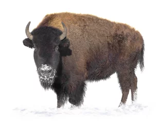 Stof per meter bizon staat in de sneeuw geïsoleerd op een witte achtergrond. © fotomaster