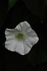 Fototapeta na wymiar Kwiat bluszczu.