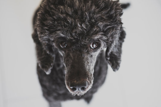 barboncino barbone cane poodle nero riccio riccioli ritratto